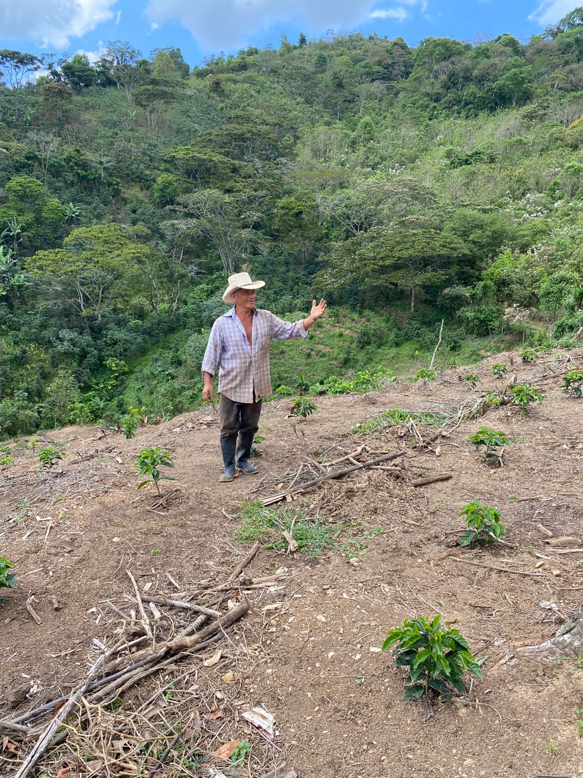 En la plantación
