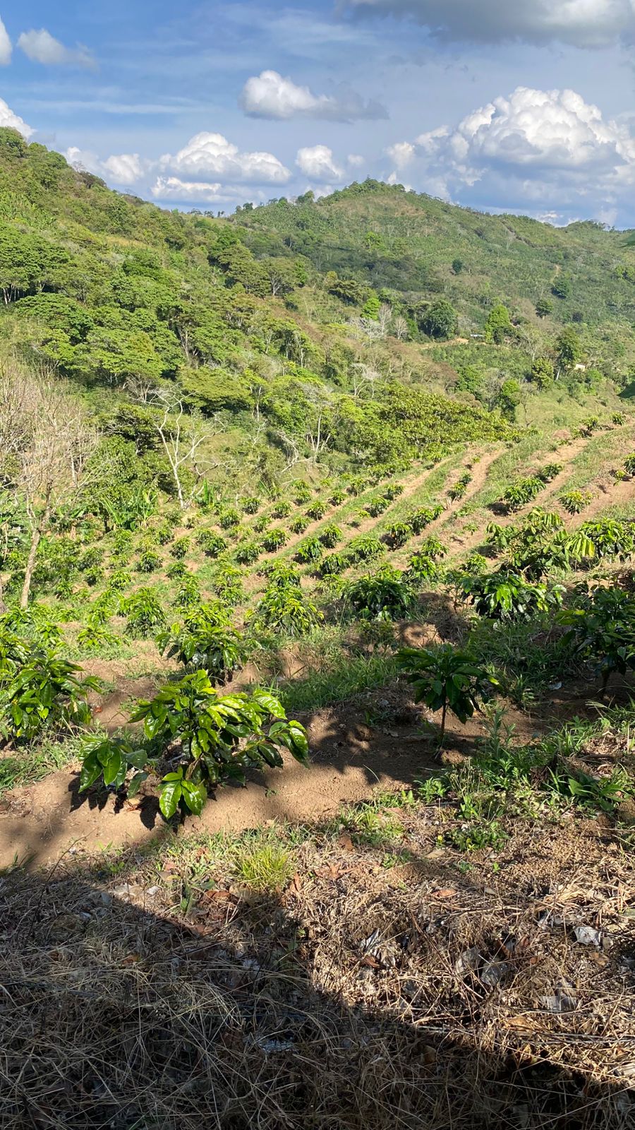 En la plantación